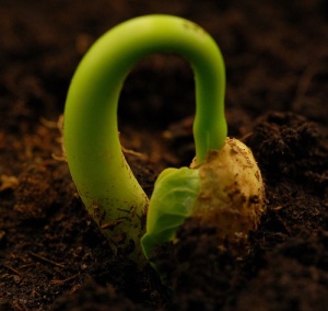 jatropha-seed-sprout